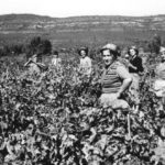 Vendanges 1952 à la Charité