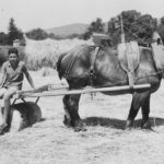 Utilisation du cheval pour le travail des champs, en 1956 (Jean Fauchier)